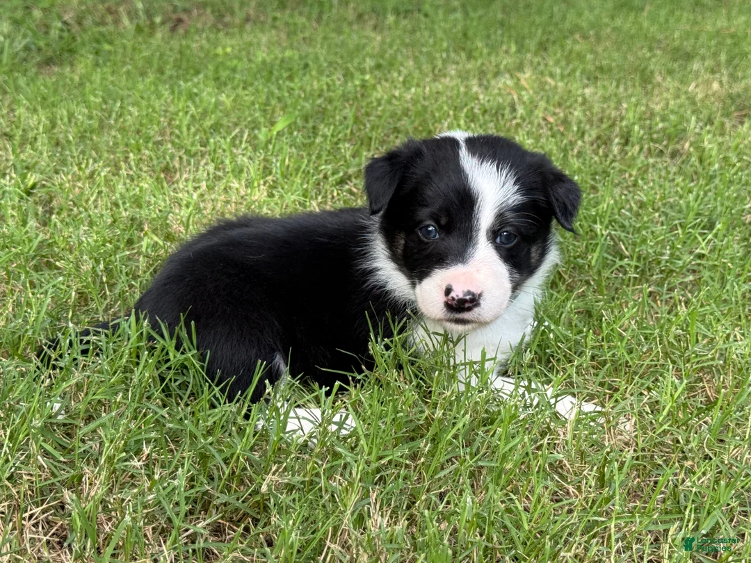 Border Collie dogs for sale: Smooth Girl - Ad 1