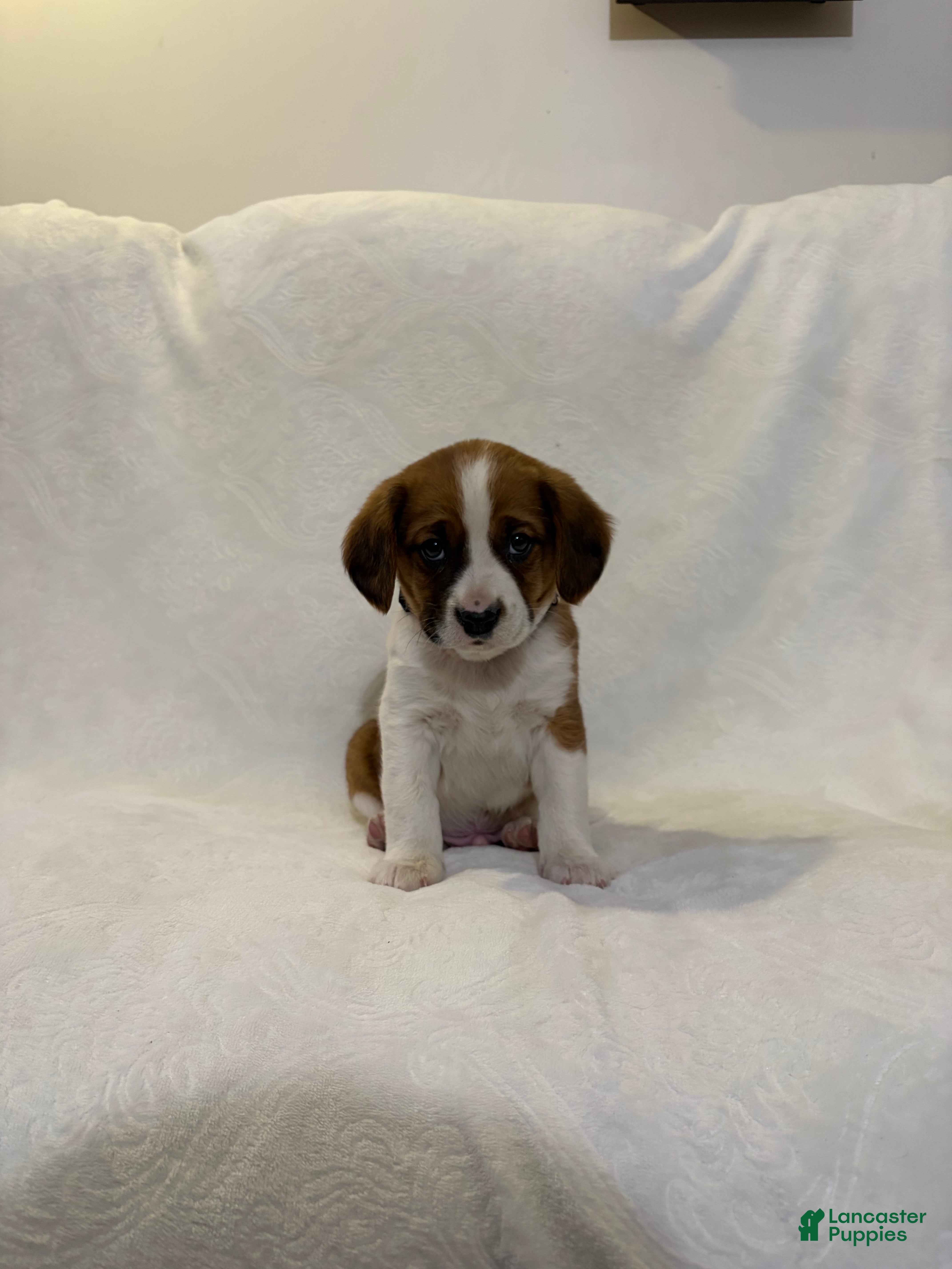 Cavalier King Charles Spaniel dogs Legend  - Ad 32