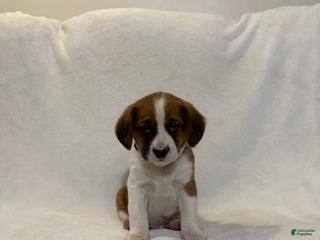 Cavalier King Charles Spaniel dogs Legend - Ad 31