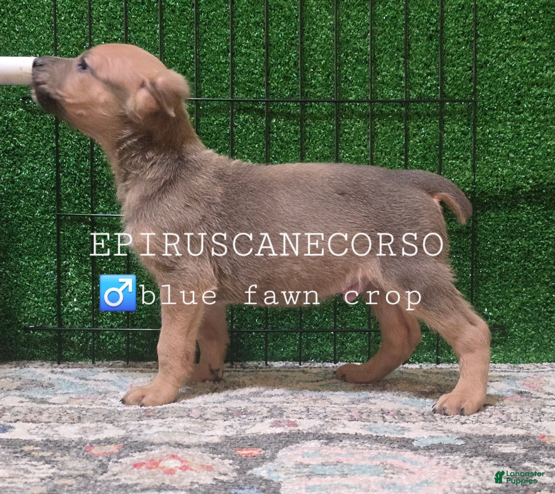 Cane Corso dogs for sale: Male cane corso ear crop tail docked - Ad 3