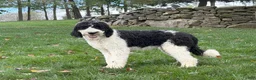Mini Sheepadoodle dogs for sale: Reese - Ad 5