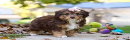 Mini Aussiedoodle dogs for sale: Daisy - Ad 5
