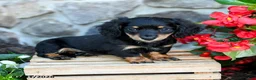 Miniature Dachshund dogs for sale: Larry - Ad 1