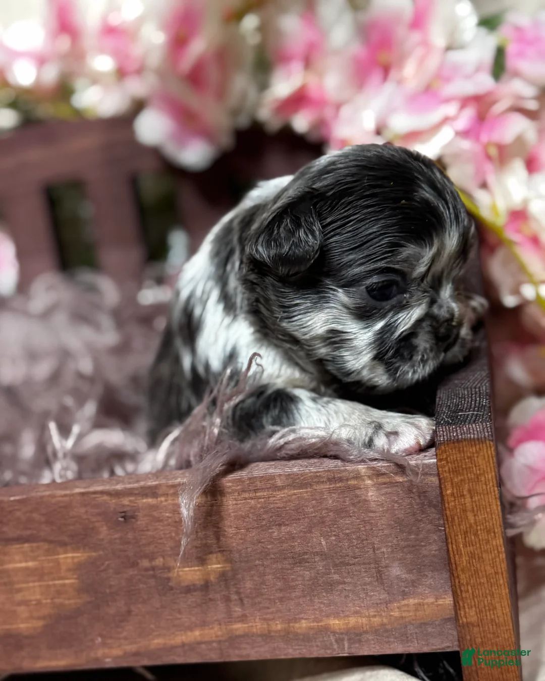 French Bulldog dogs for sale: Truffles  - Ad 10