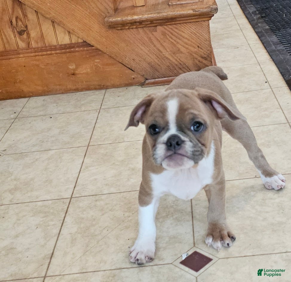 Mixed Breed dogs Tiny Tan Girl - Ad 34