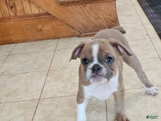 Mixed Breed dogs Tiny Tan Girl - Ad 34