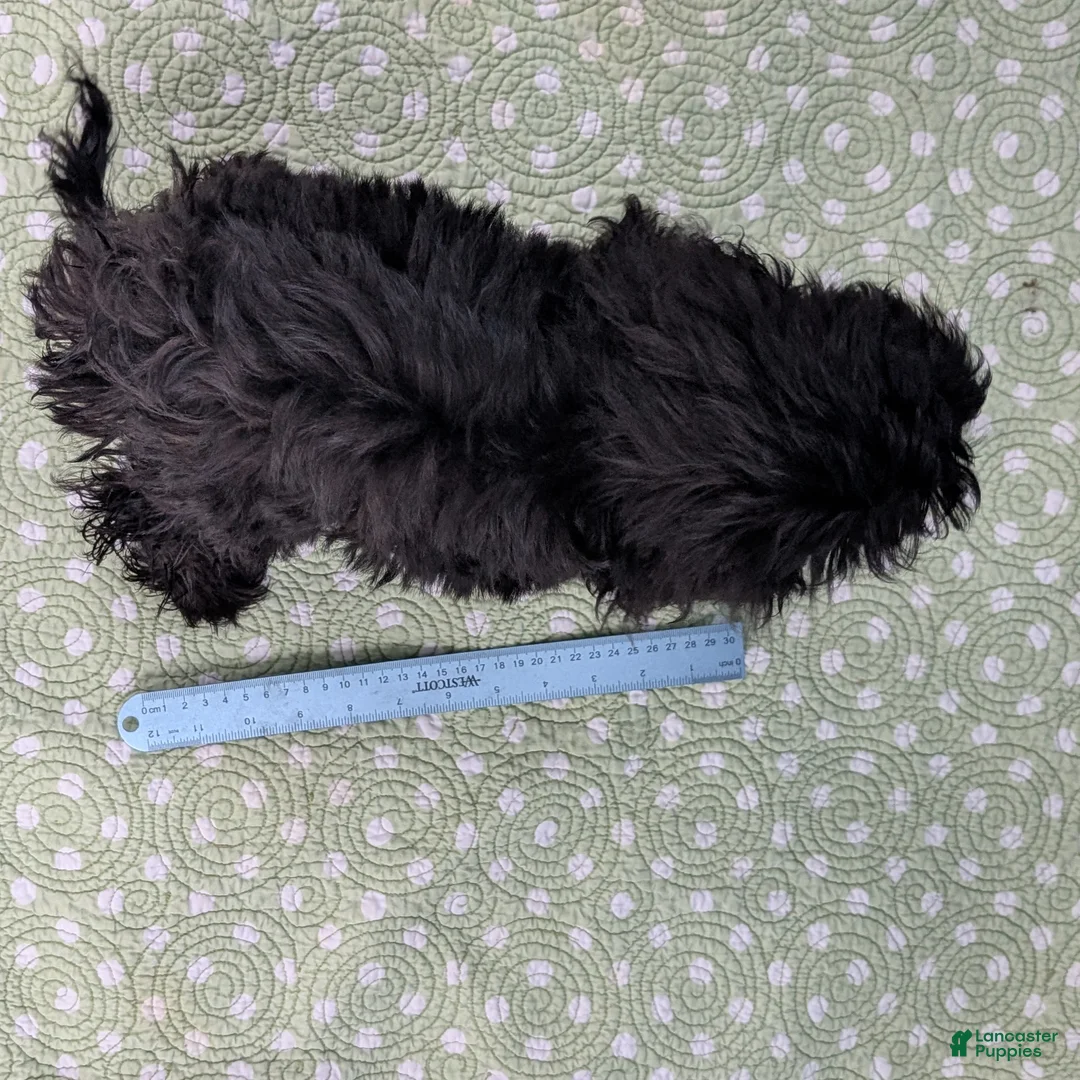 Mixed Breed dogs for sale: Noche (Night) - Ad 11