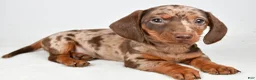 Dachshund dogs for sale: Cash - Ad 10