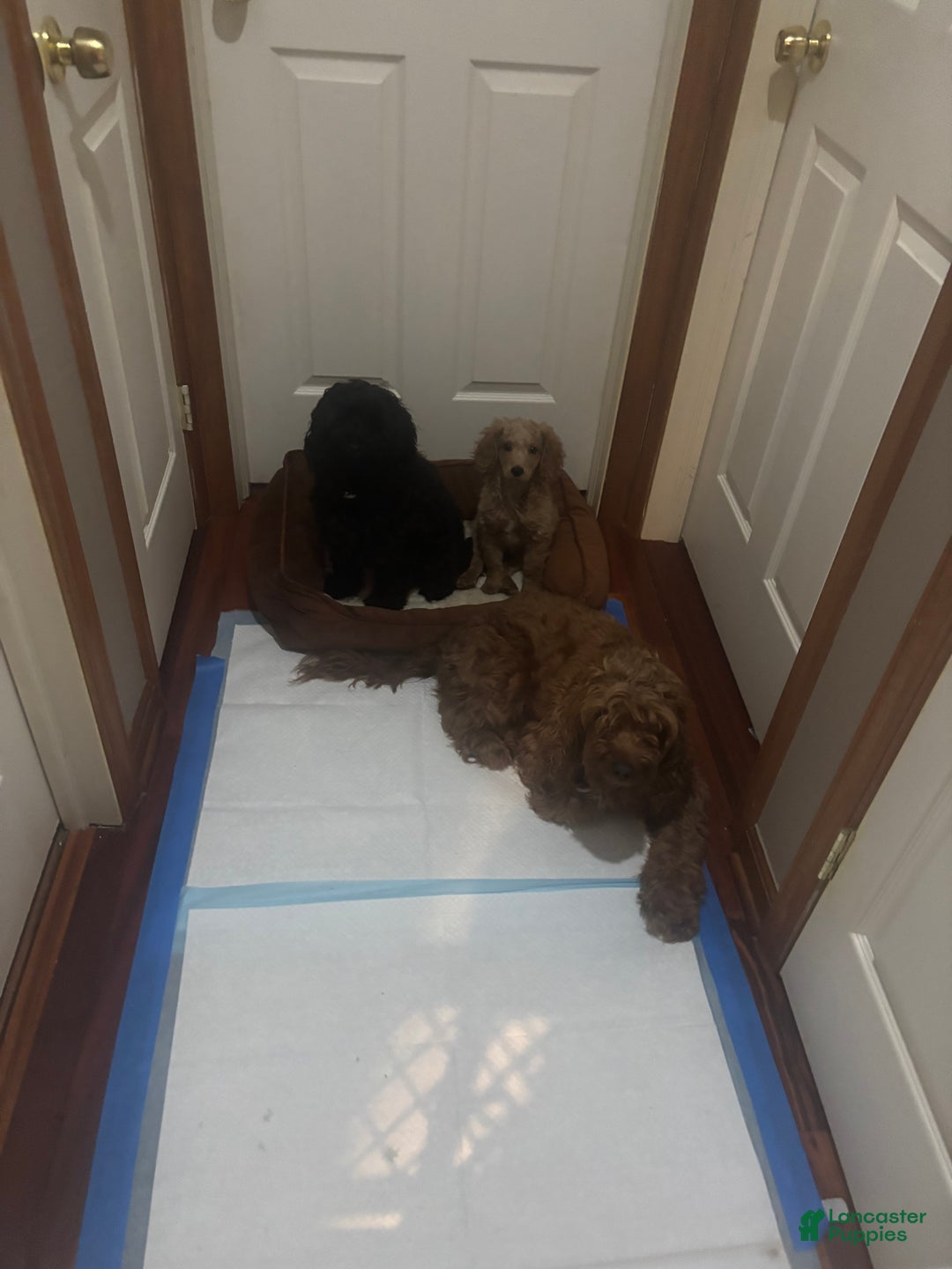 Cockapoo dogs for sale: Nacho - Ad 3