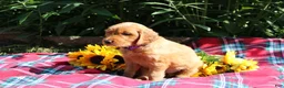 Mixed Breed dogs for sale: Mia - Irish Goldendoodle  - Ad 5
