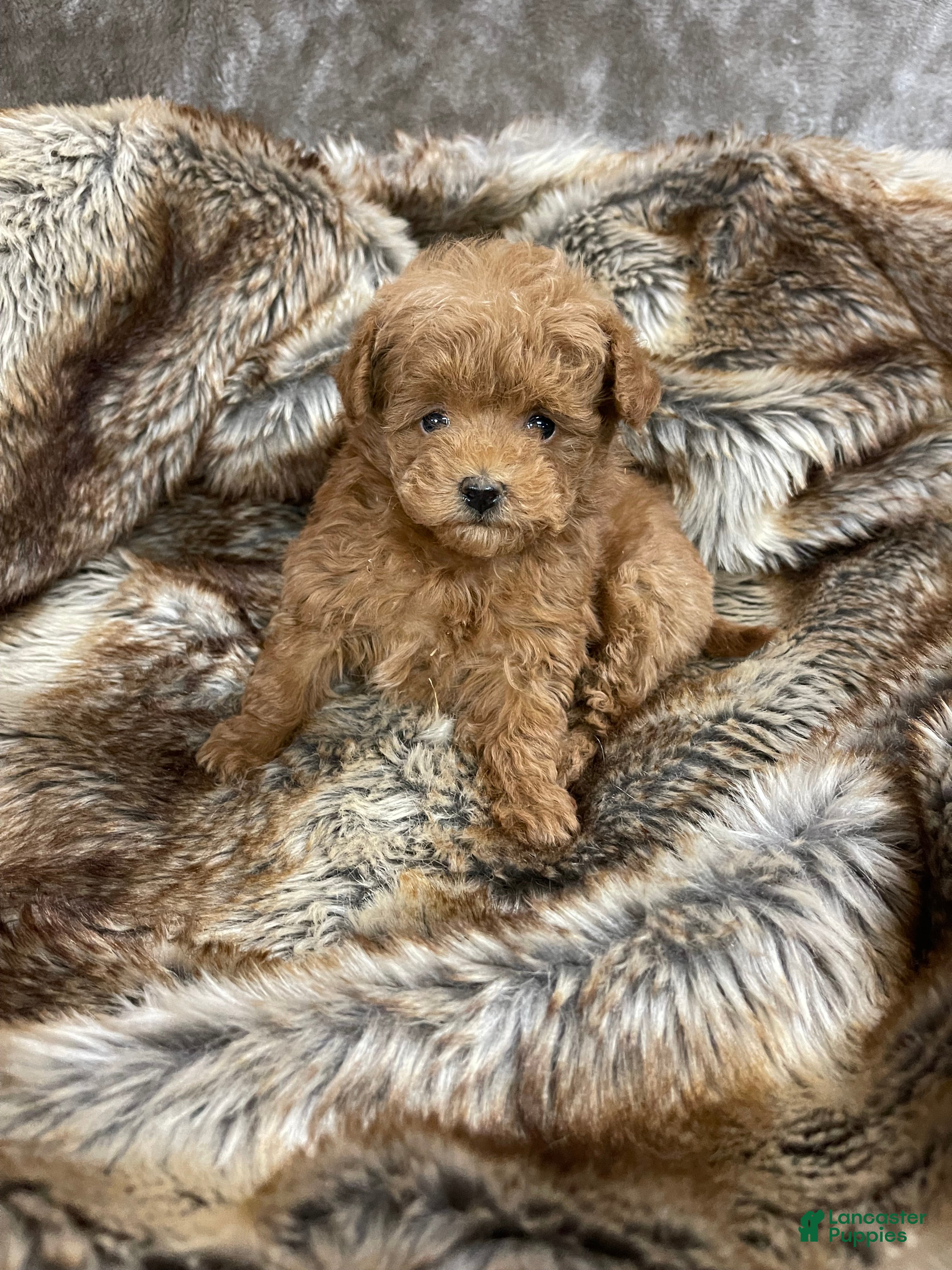 Toy Poodle dogs Toy Poodle Puppy 1 - Ad 35