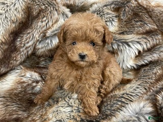Toy Poodle dogs Toy Poodle Puppy 1 - Ad 35