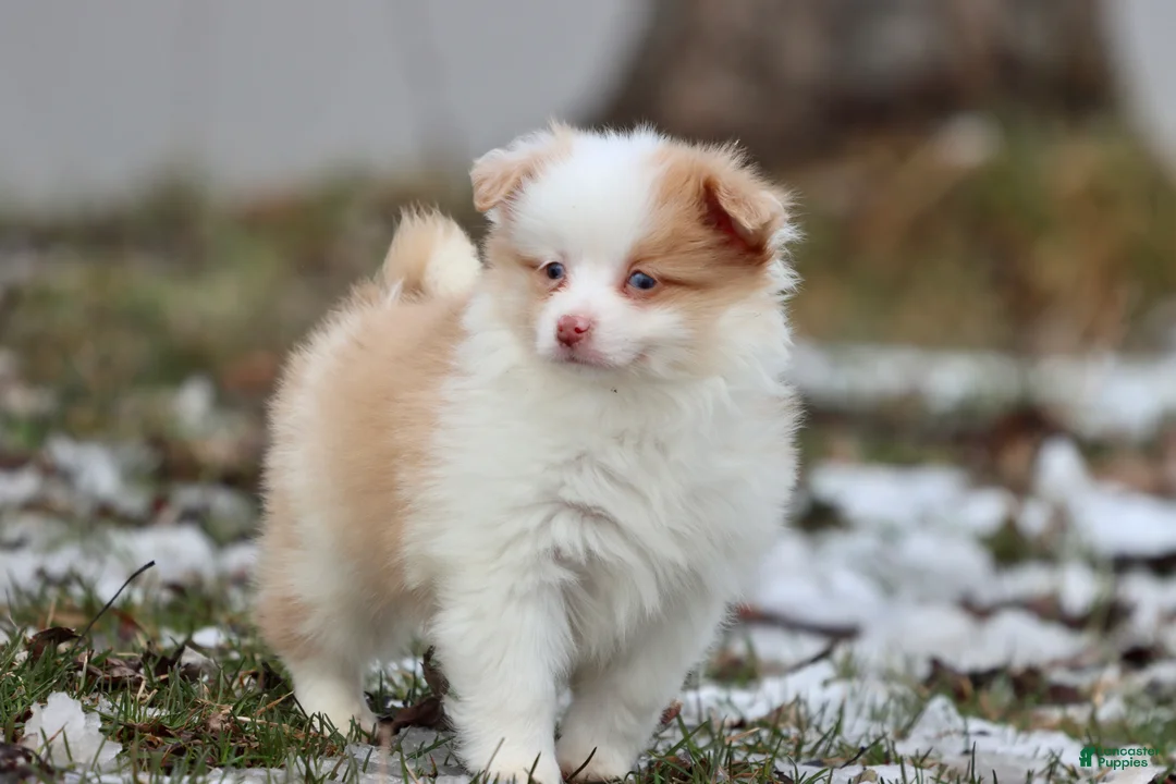 Mixed Breed dogs for sale: Strawberry Shortcake - Ad 1