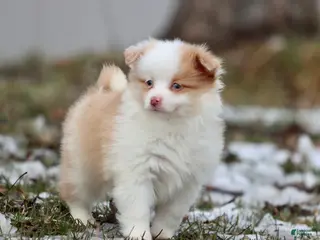 Mixed Breed dogs Strawberry Shortcake - Ad 13