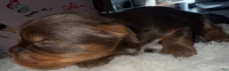 Yorkshire Terrier dogs for sale: Twix  - Ad 5