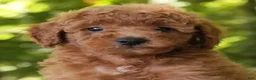 Mini Goldendoodle dogs for sale: Connor - Ad 9