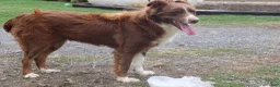 Australian Shepherd dogs for sale: Samson - Ad 4