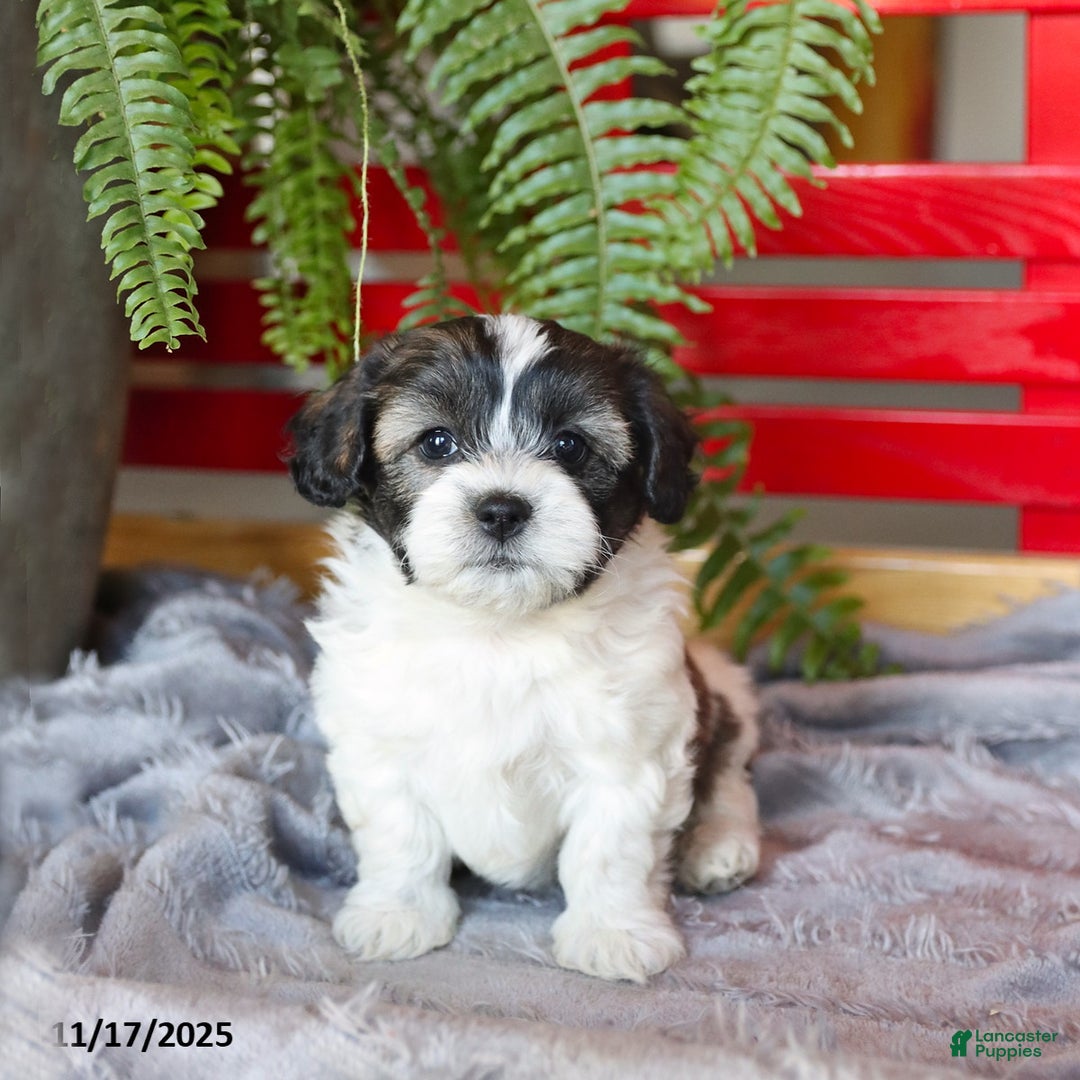 Teddy Bear dogs for sale: Theo - Ad 1