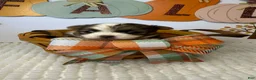 Chihuahua dogs for sale: Rocky - Ad 7