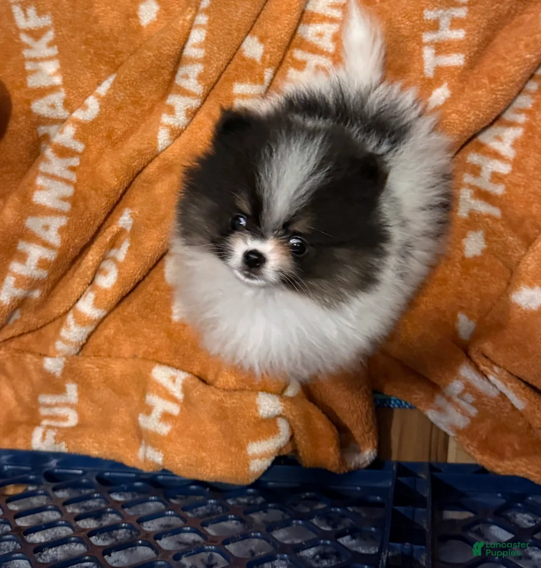 Pomeranian dogs for sale: Akc pebbles  - Ad 5