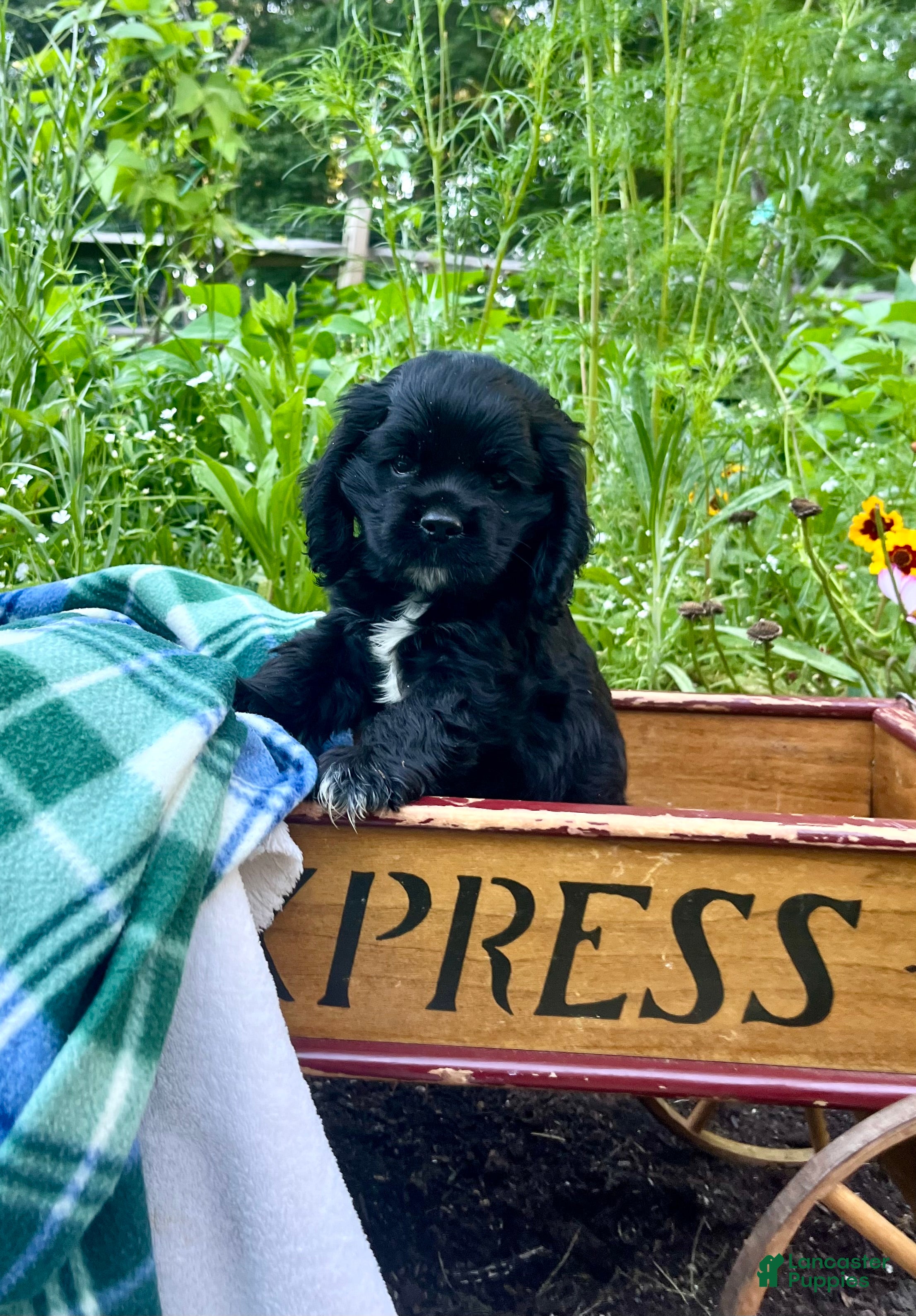 Cocker Spaniel dogs Pepper❤️AKC registered - Ad 26