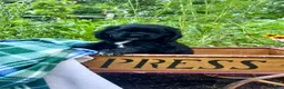 Cocker Spaniel dogs for sale: Pepper❤️AKC registered - Ad 1