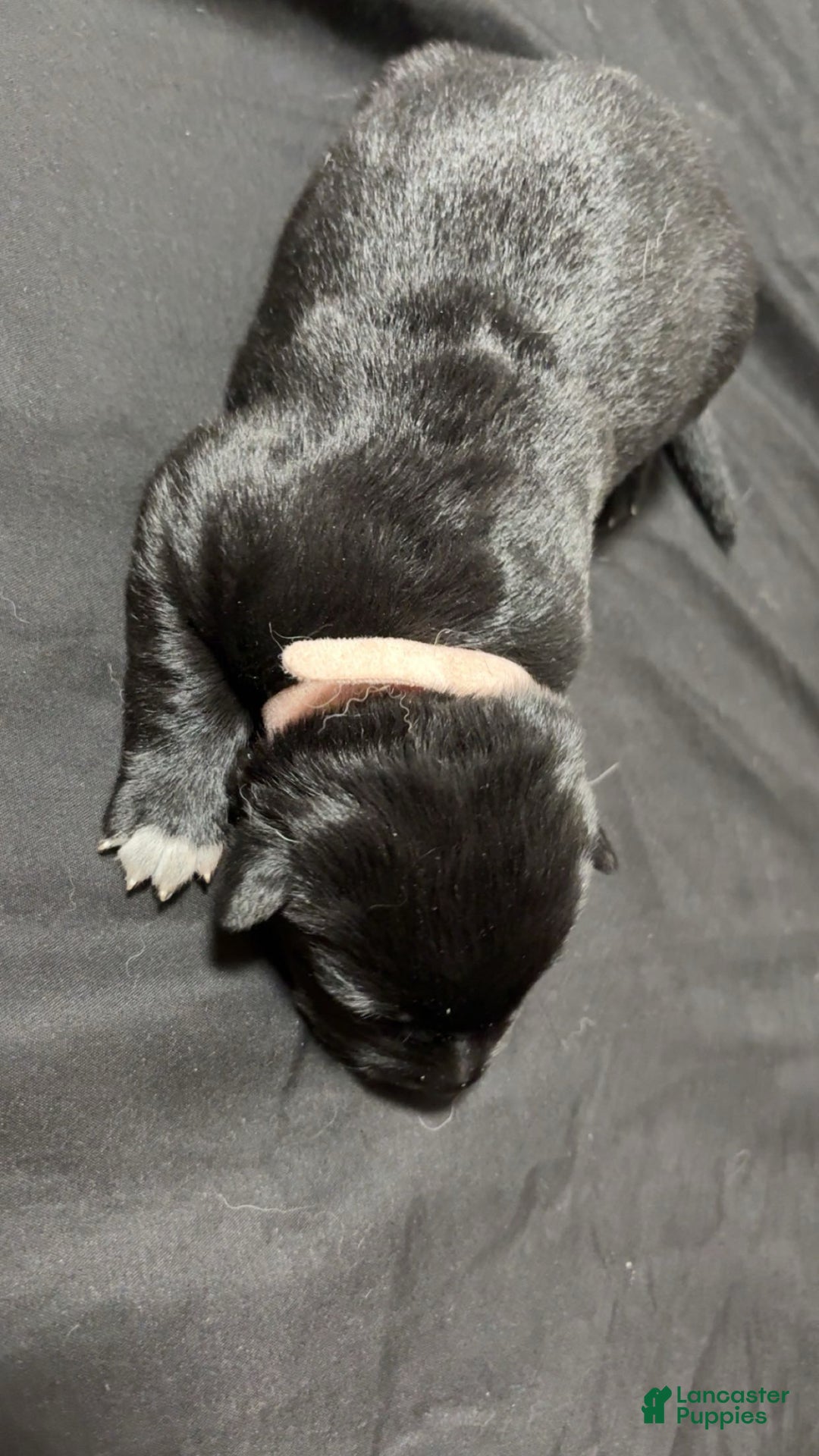 German Shepherd dogs for sale: Storm - Ad 1