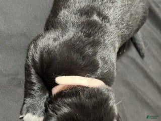 German Shepherd dogs Storm - Ad 3