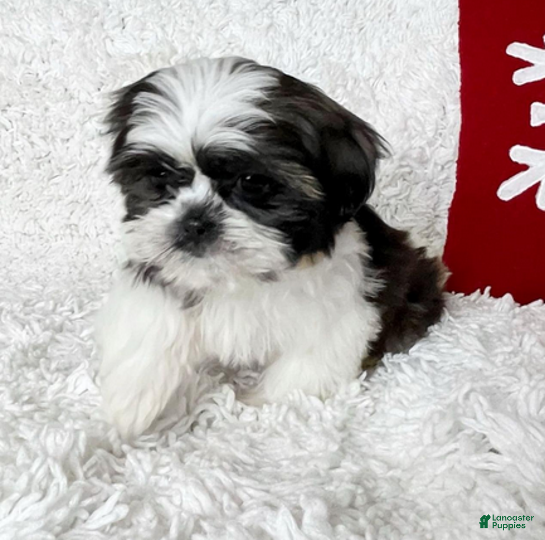Shih Tzu dogs for sale: AKC Hope - Ad 4