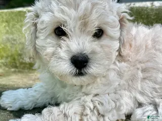 Mixed Breed dogs Leo - Ad 42