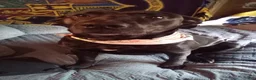 Mixed Breed dogs for sale: Black Lab mix - Ad 4