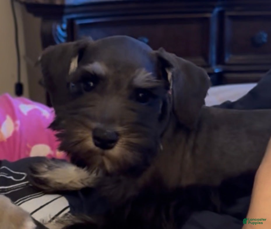 Miniature Schnauzer dogs Girl Pink - Ad 30