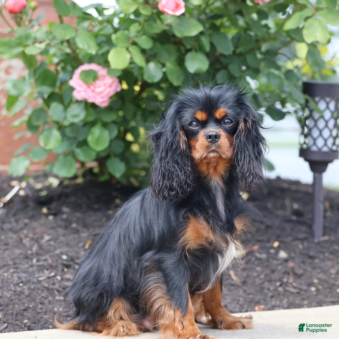 Cavalier King Charles Spaniel dogs for sale: Truffle  - Ad 8