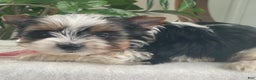Biewer Terrier dogs for sale: Tilly - Ad 4