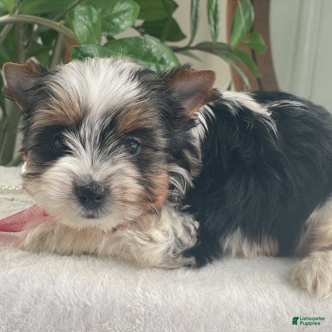 Biewer Terrier dogs for sale: Tilly - Ad 4