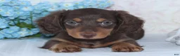 Miniature Dachshund dogs for sale: Noah - Ad 3