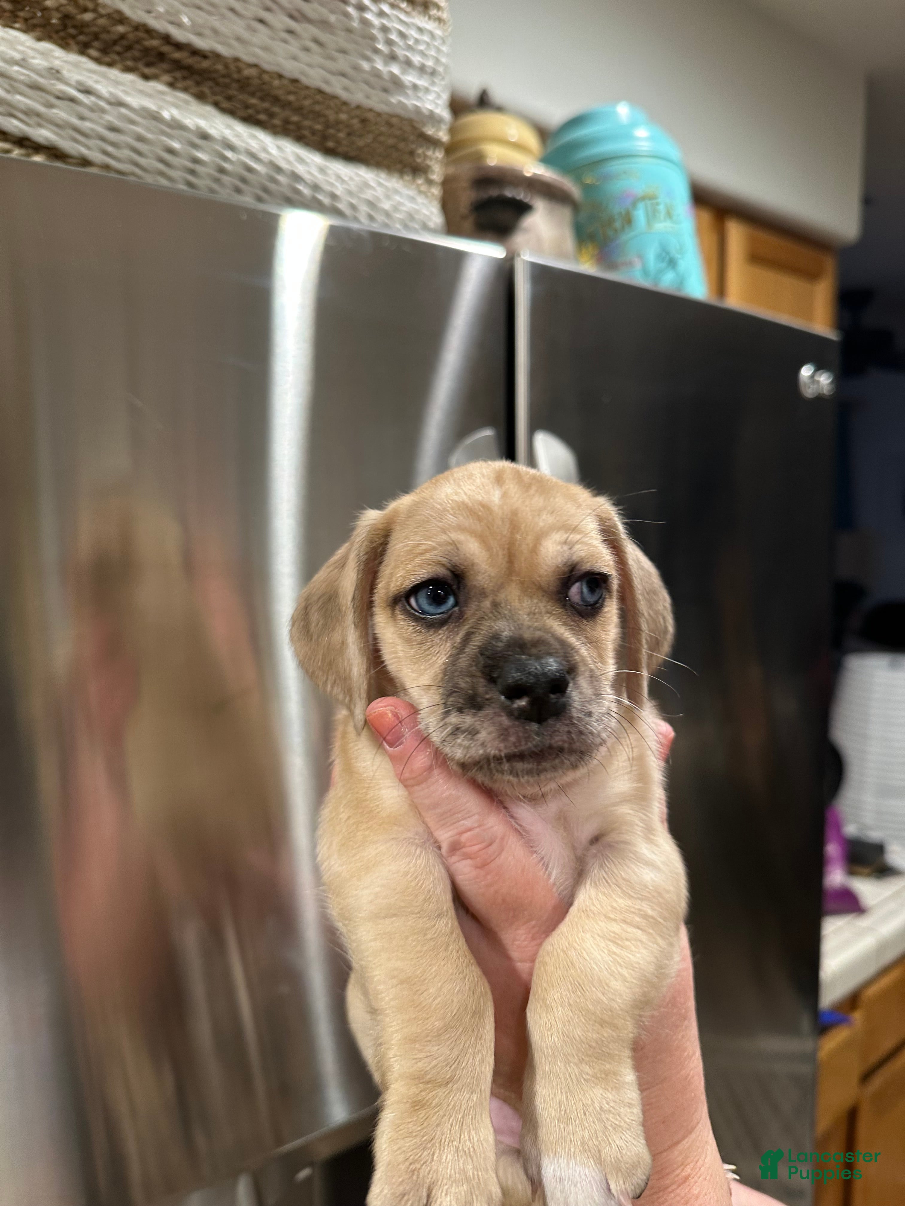 Mixed Breed dogs Mixed Breed Puppy 4 - Ad 18