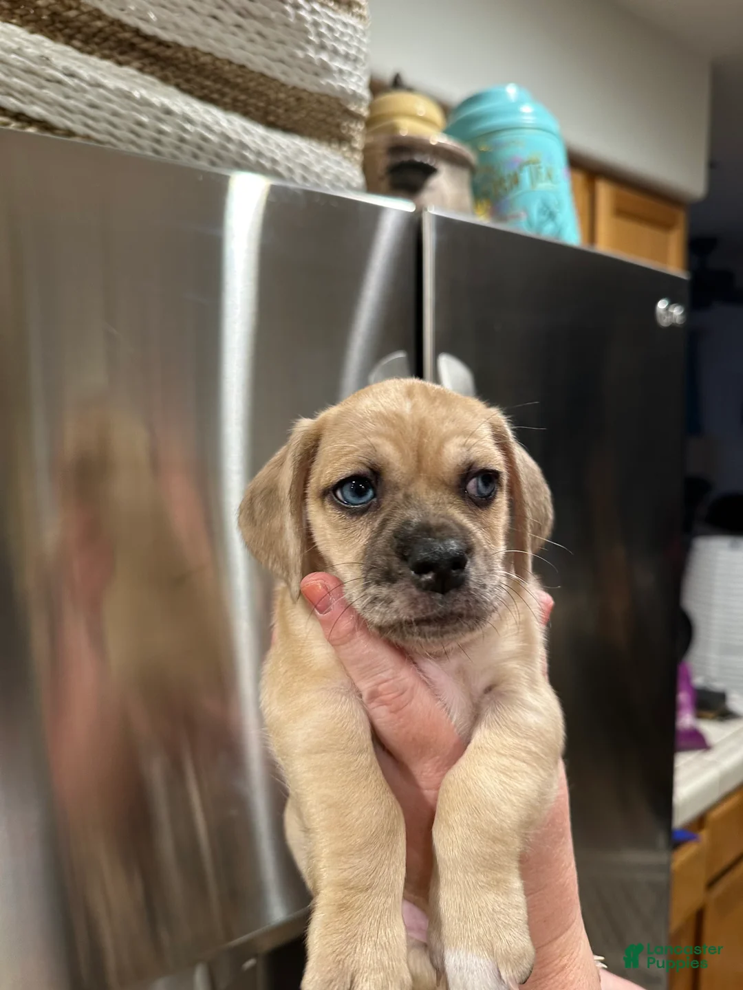 Mixed Breed dogs for sale: Mixed Breed Puppy 4 - Ad 1