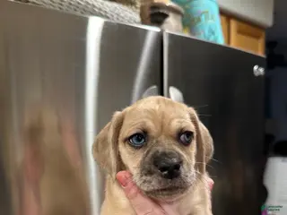 Mixed Breed dogs Mixed Breed Puppy 4 - Ad 42