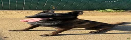 Belgian Malinois dogs for sale: Belgian Malinois 2 - Ad 5
