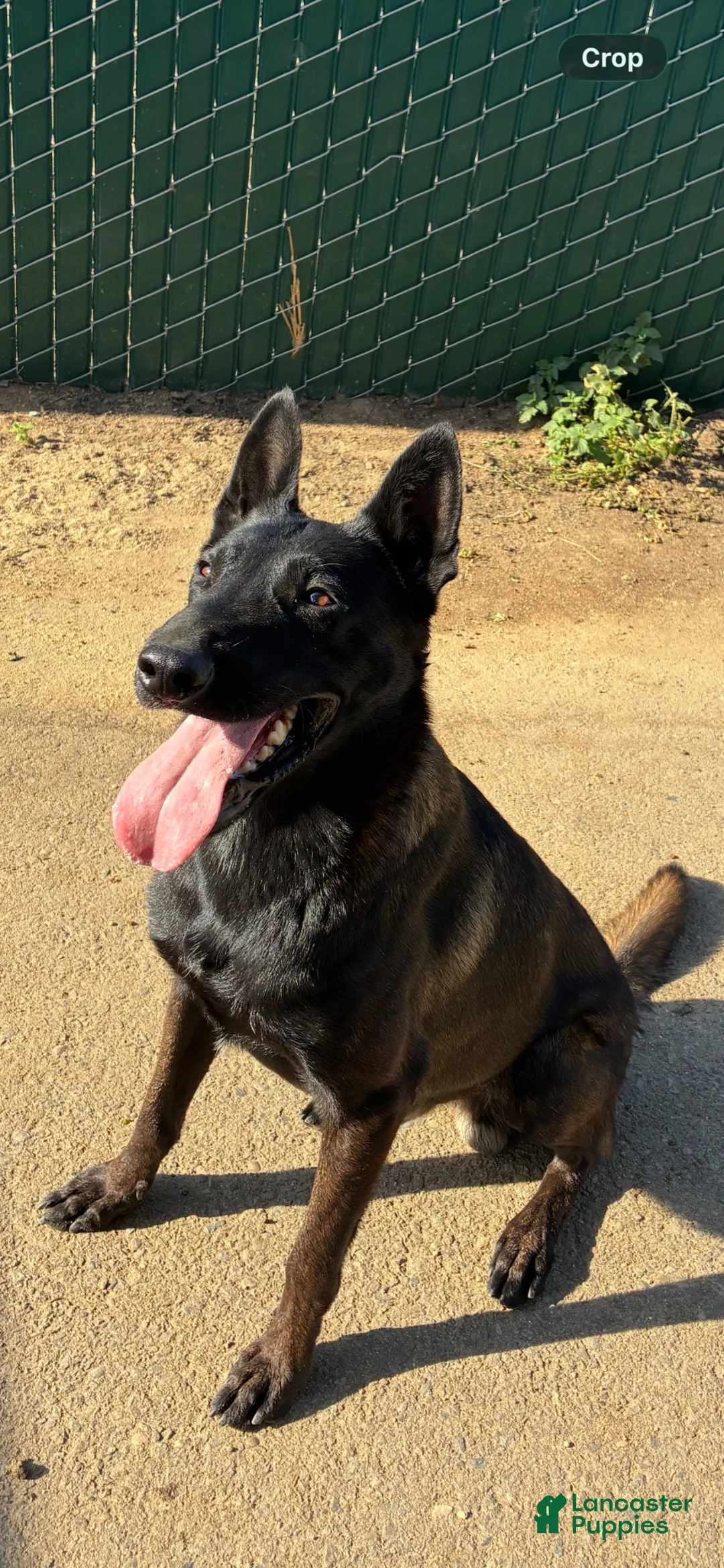 Belgian Malinois dogs for sale: Belgian Malinois 2 - Ad 5