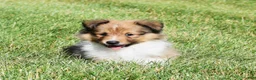 Shetland Sheepdog dogs for sale: Ninja - Ad 4