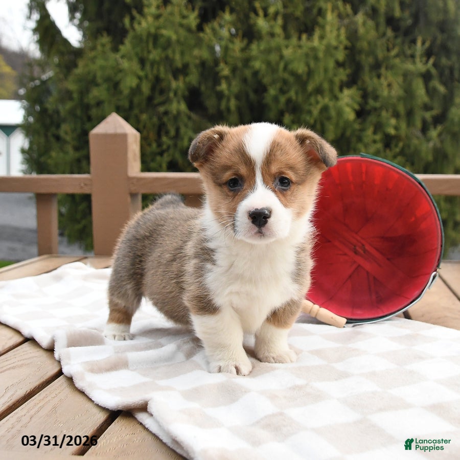 Welsh Corgi Pembroke dogs Scooter - Ad 1