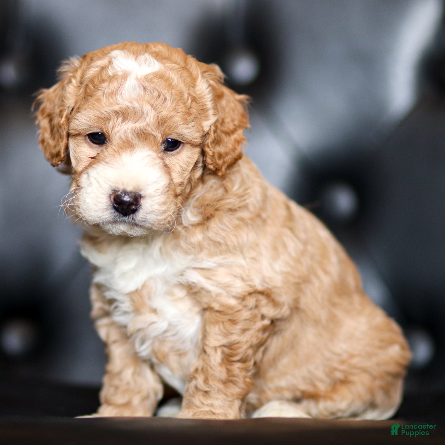Goldendoodle dogs Will - Ad 1