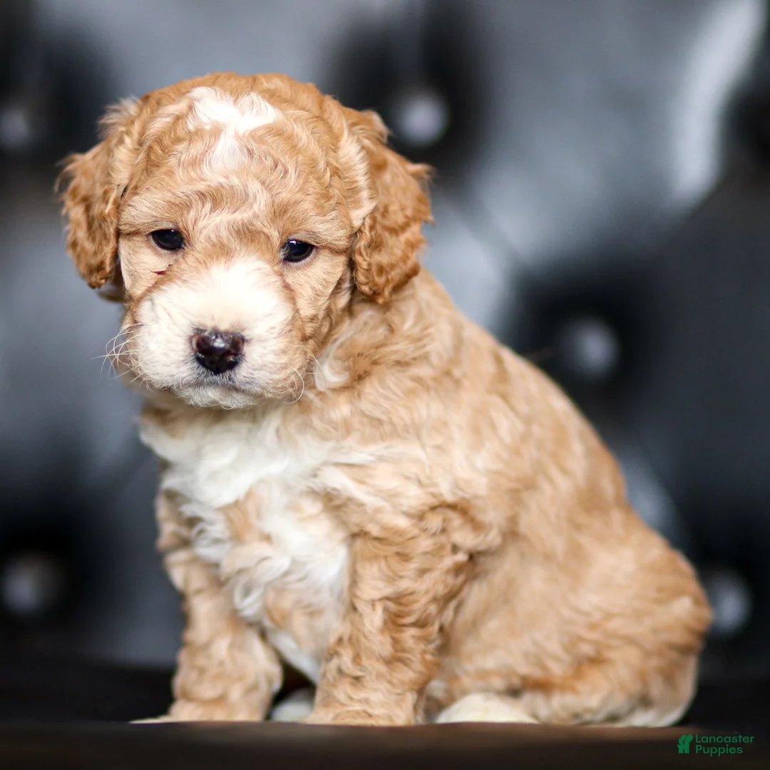 Goldendoodle dogs for sale: Will - Ad 1