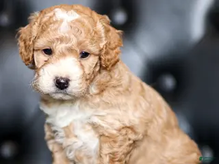 Goldendoodle dogs for sale: Will - Ad 2