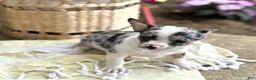 Chihuahua dogs for sale: Rocket - Ad 4