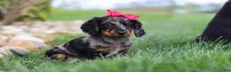 Miniature Dachshund dogs for sale: Lucy - Ad 10