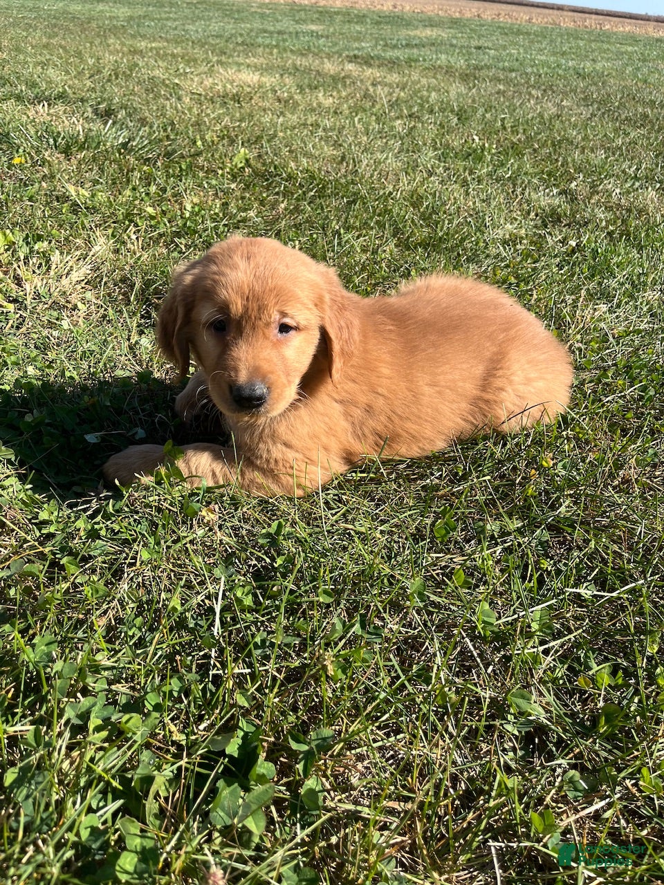 Golden Retriever dogs Max - Ad 22