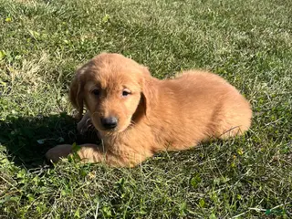 Golden Retriever dogs Max - Ad 22